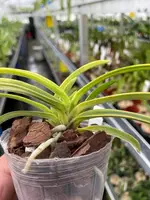 Neofinetia falcata ‘Fugaku’