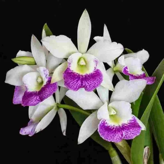 Rhyncholaeliocattleya Hawai Stars 'Hsinying' (Rhyncholaeliocattleya)