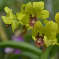 Dendrobium Yellow OT286 Orchid