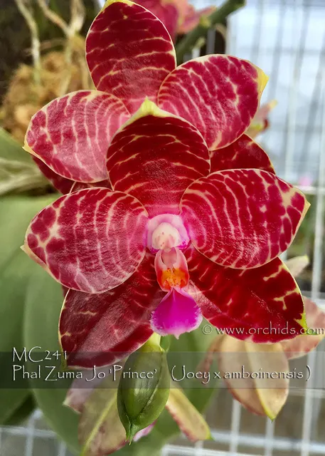 Phalaenopsis Zuma Jo 'Prince , Note : Limited' (Phalaenopsis)