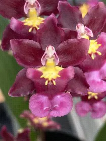Oncidium Tariflor Lady 'Purple Queen' (Oncidium)