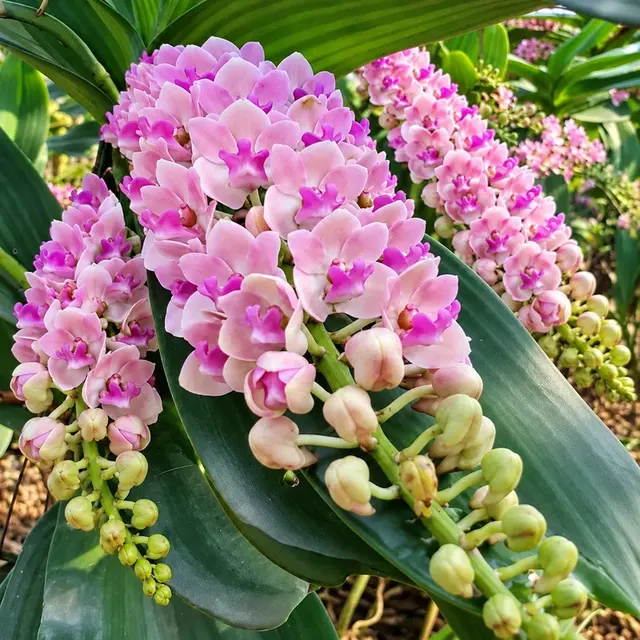 Rhynchostylis Pink Blue 13 (Rhynchostylis)