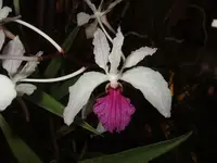 Holcoglossum kimballianum — No
