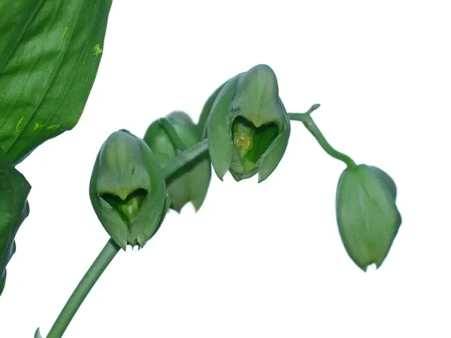 Catasetum macroglossum (Catasetum)