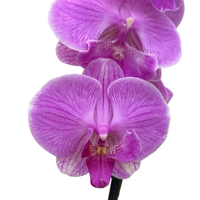 Phalaenopsis ‘Limited #45’ Big Lip
