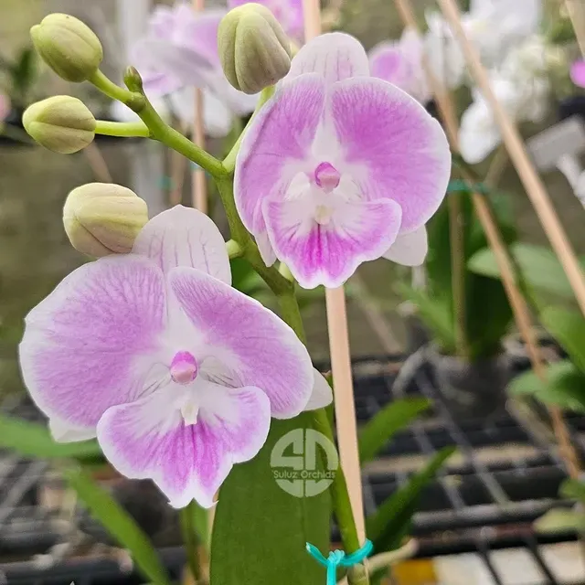 Phalaenopsis Xanadu