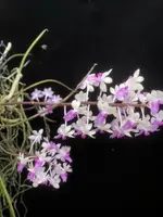 Seidenfadenia mitrata (blooming size-mounted-pink flowers)