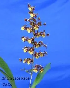 Oncidium Space Race 'CO CO' (Oncidium)