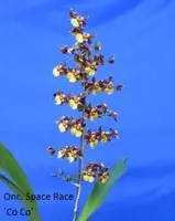 Onc. Space Race 'Coco' (Sphasetante x Pupukea Sunset)