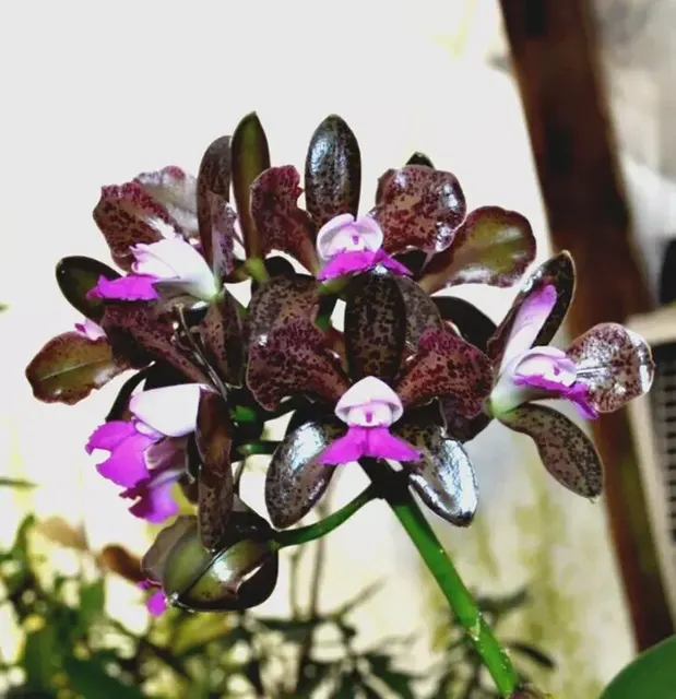 Cattleya tigrinum 'Dark Chocolate' (Cattleya)