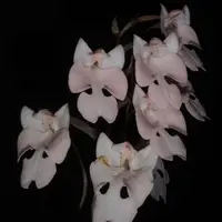 [Bulbs][Import AS-IS] Habenaria carnea [2.4 BS][July Preorder]