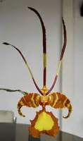 Psychopsis papilio