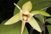 Coelogyne ovalis