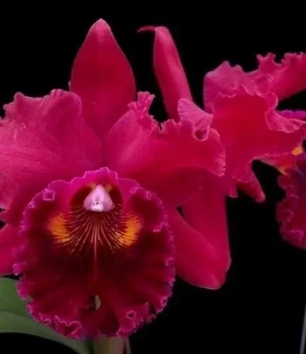 Brassolaeliocattleya Oconee Mendenhall (Brassolaeliocattleya)