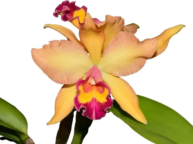 Rhyncholaeliocattleya Nikole Portilla (Rhyncholaeliocattleya)