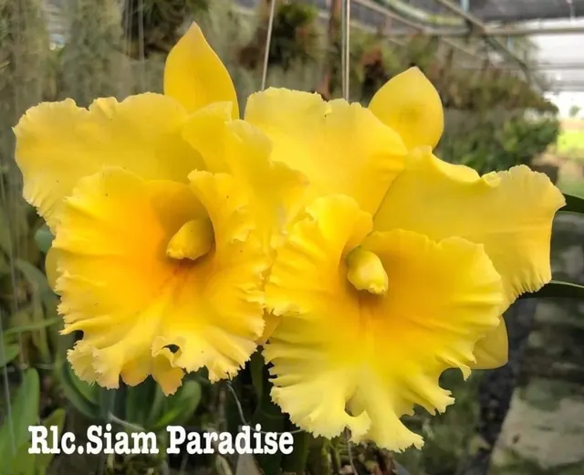 Rhyncholaeliocattleya Siam Paradise 'Full Moon' (Rhyncholaeliocattleya)