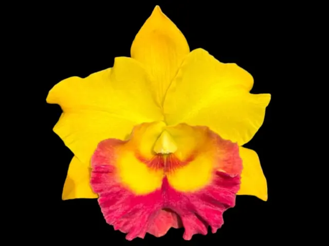Rhynchostele Chomthong Delight 'Smile Lip'