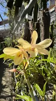 Dendrobium-moniliforme Paldae