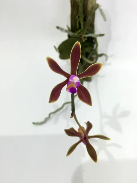 Phalaenopsis stobartiana (Phalaenopsis)