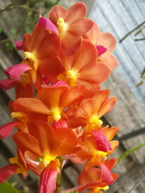 Vanda Perriaara 'Tony Tan Keng Yam'
