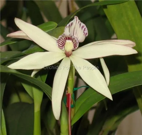 Encyclia pentotis (Encyclia)