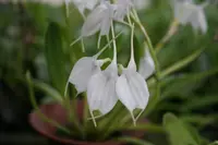 Masdevallia tovarensis