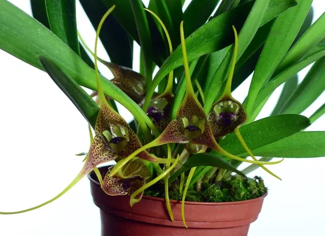 Masdevallia peristeria (Masdevallia)