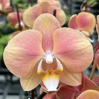 Phalaenopsis OX Golden Star 'OX1663' × SKB Black Lace 2.5"