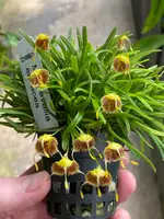 Masdevallia erinacea