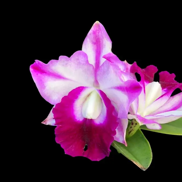 Cattleya Alliance: Memoria Robert Strait 'Islander Delights' (Cattleya)