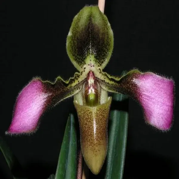 Paphiopedilum hirsitissimum 'Sangwan' (Paphiopedilum)