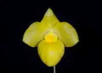 Paphiopedilum armeniacum fma album (Paphiopedilum)