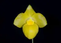 Paphiopedilum armeniacum fma album