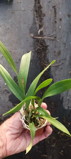 Cattleya BC Nakornpathome Silver x Enc cordigera (Cattleya)