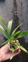 Cattleya Orchid Plant in 2" Pot, BC Nakornpathome Silver x Enc cordigera, Fragrant Epiphyte Flowering Plant