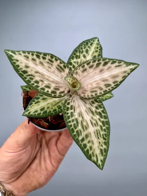 Goodyera schlechtendaliana var (Goodyera)