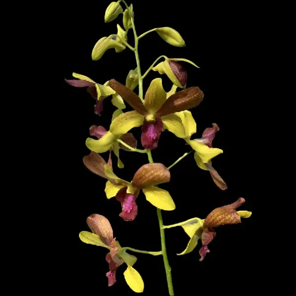 Dendrobium Thongchai Gold x CKAII Oka (Dendrobium)