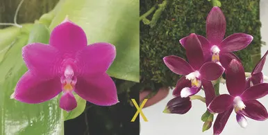 Phalaenopsis violacea x speciosa v imperitrix 'Ruby Fire'