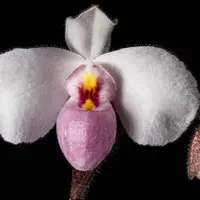 Paphiopedilum delenatii typo x dunkle. Blooming size paphiopedilum orchid.