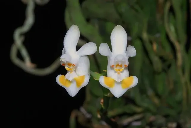 Phalaenopsis gibbosa ex
