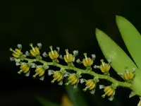 Ornithocephalus ciliatus