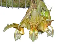 Stanhopea Yolanda Breck