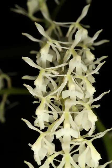 Epidendrum purum x sib (Epidendrum)