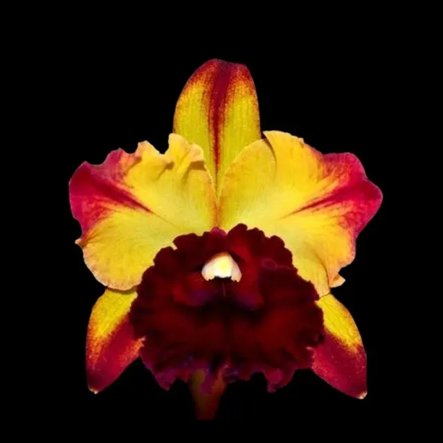 Cattleya Alliance: Rlc. Toshie Aoki 'Starburst' (Cattleya)