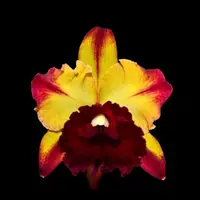 Cattleya Alliance: Rlc. Toshie Aoki 'Starburst'