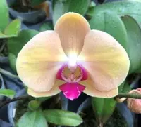 Phal. Hsinying Champagne (Fusheng's Golden Age x Jincheng Champagne) (PM291) (Hybrid)
