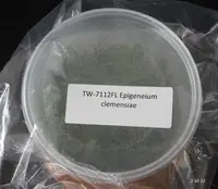 FLASK Epigeneium clemensiae