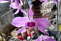 Den. anosmum x sib (Pink) (DS120) ( - - anosmum )