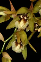 Coelogyne fuscescens v. brunnea