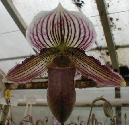 Paphiopedilum purpuratum X fairrieanum